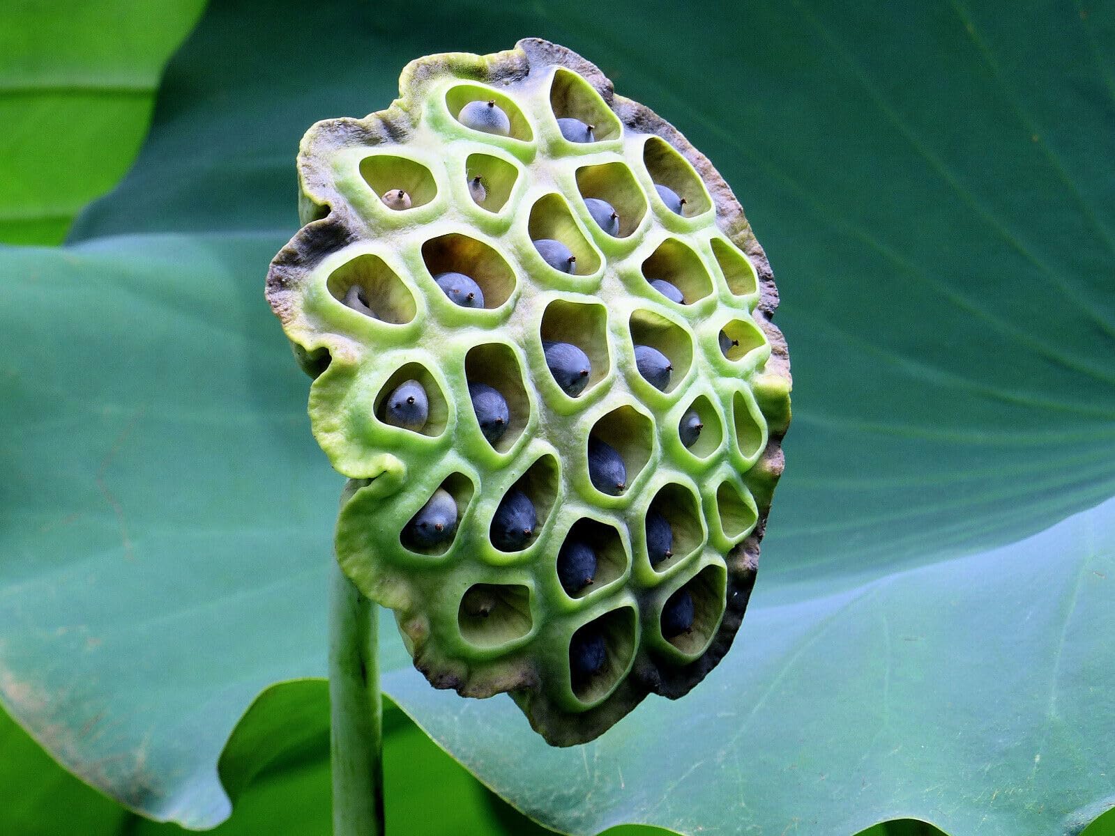 Trypophobia test image 2