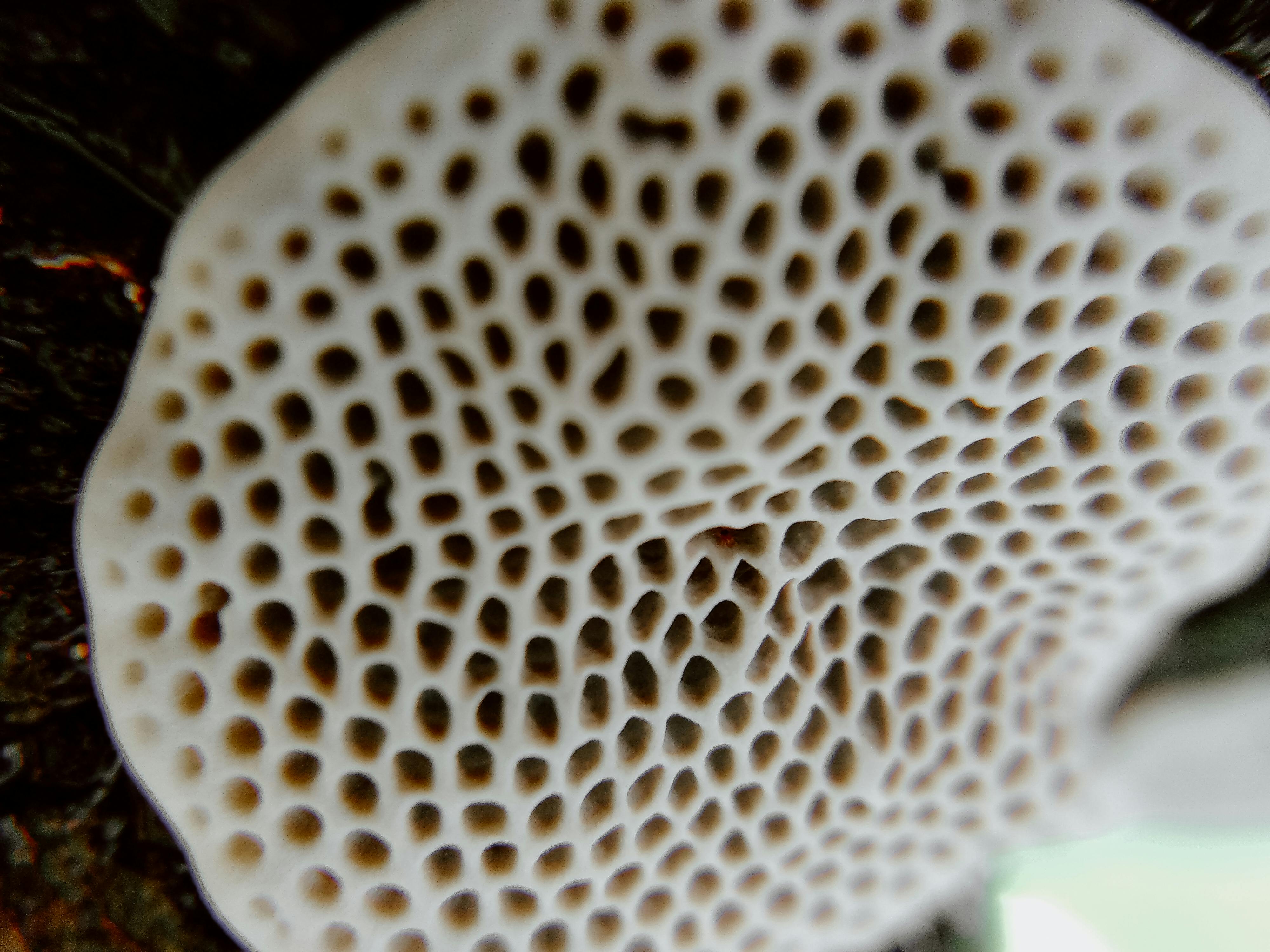Trypophobia test image 6