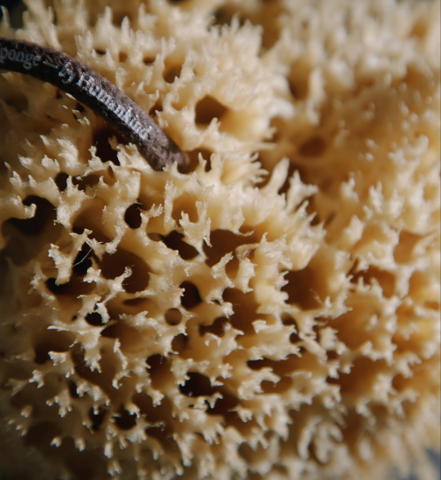 Trypophobia test image 3